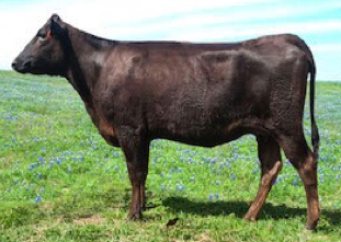 Wagyu cow and embryo donor